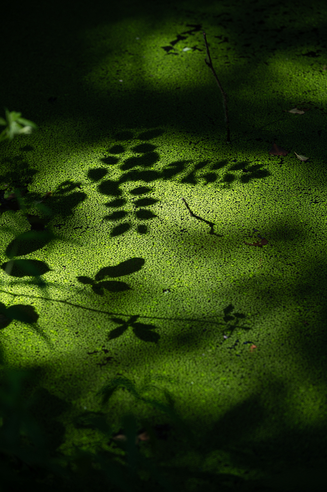 Tableaux végétaux - Marais, zone humide : ombres portées de feuillages sur lit de lentilles d'eau - Plant paintings - Marsh, wetland : shadows cast by foliage on a beh of duckweed