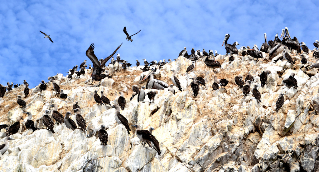 Cormorani, Islas Ballestas, Peru