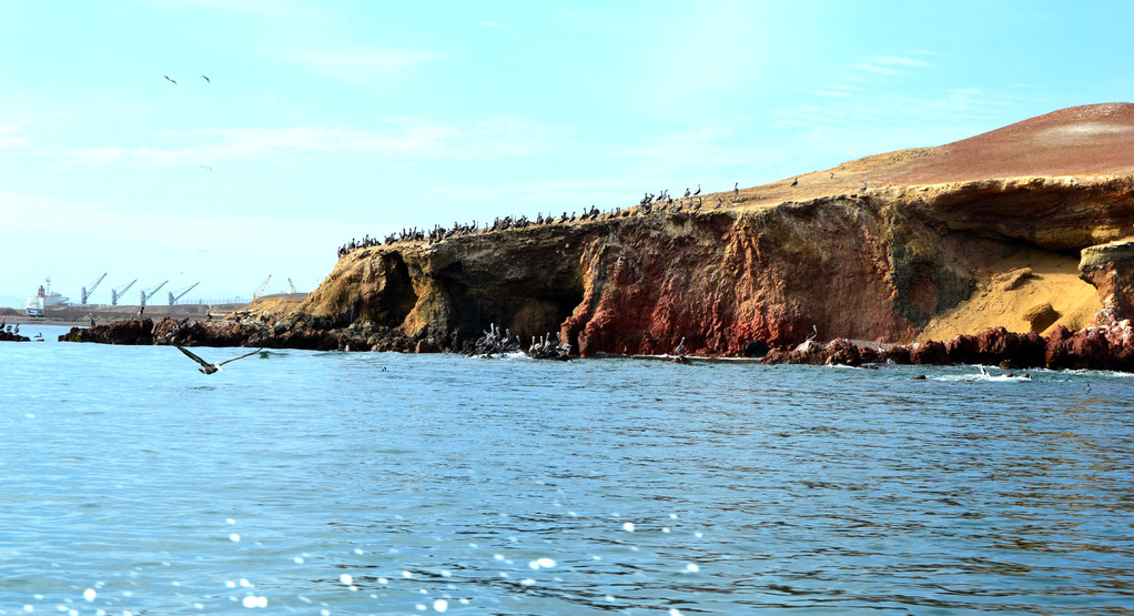 fauna isole ballestas