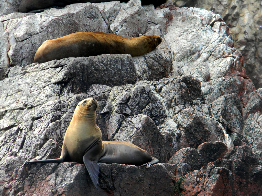 foca , sole del perù, Ballestas e arcipelago di Paracas