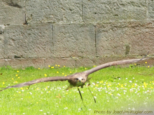 Adler im Anflug