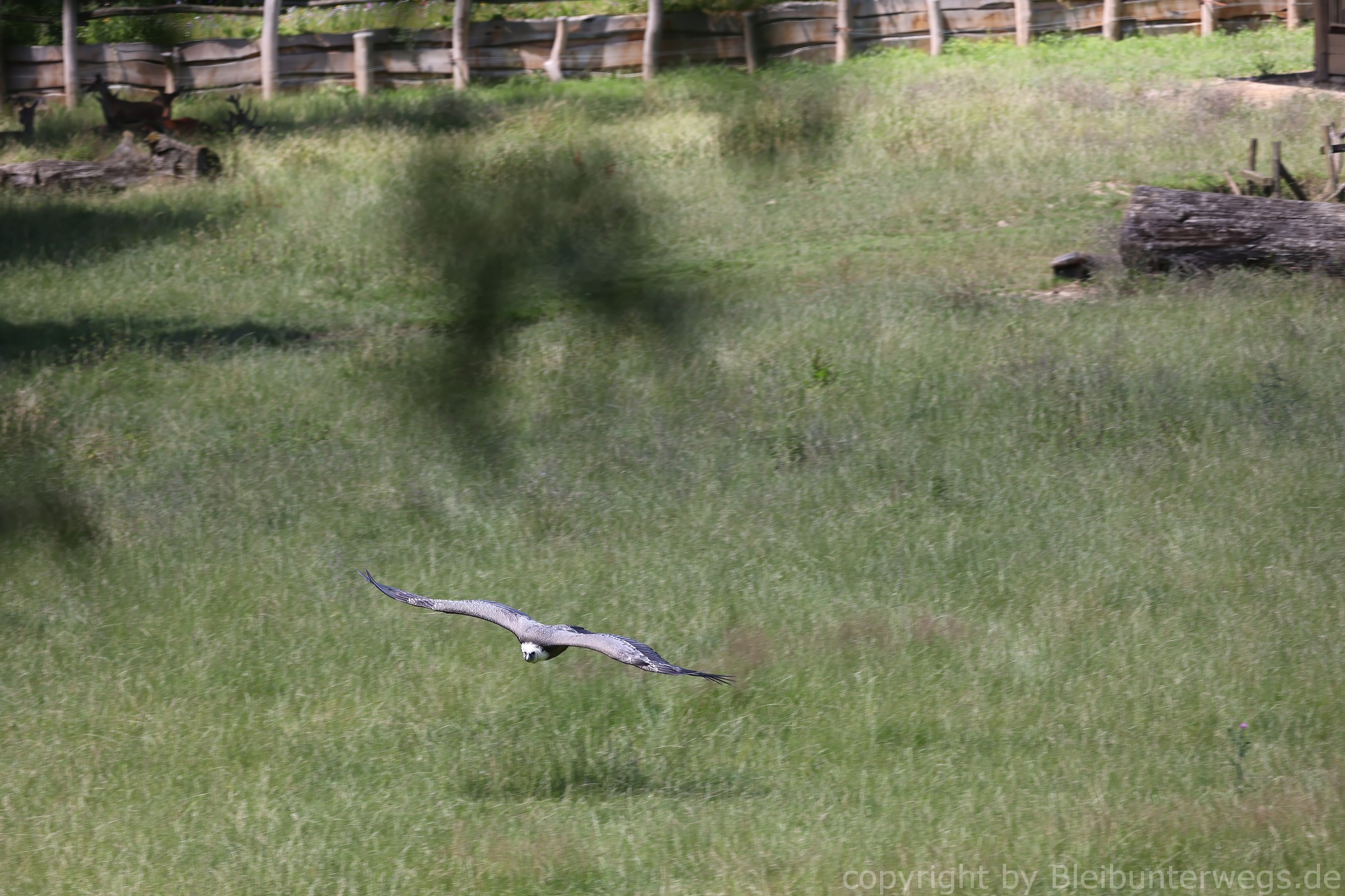 Geier im Anflug!