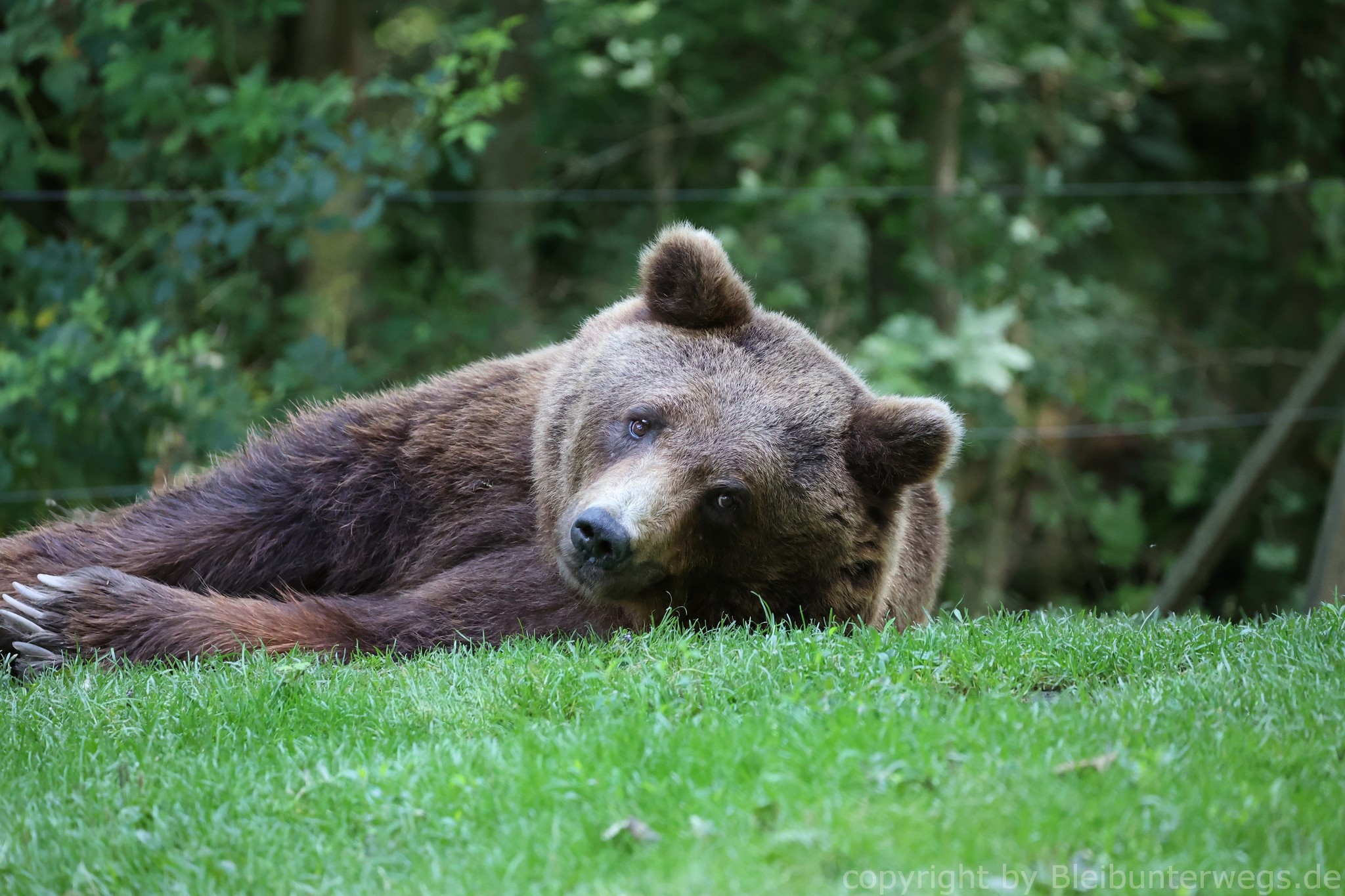 der Bär ist müde!