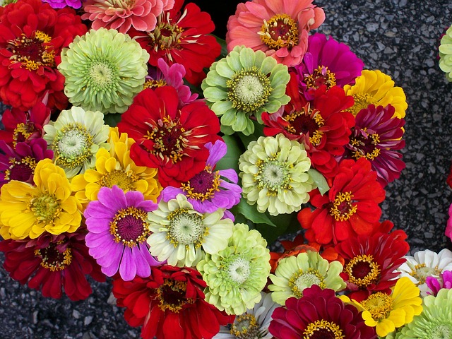 Zinnien sind in zahlreichen Farben als Schnittblumen verfügbar und werden gerne in der Floristik verarbeitet.