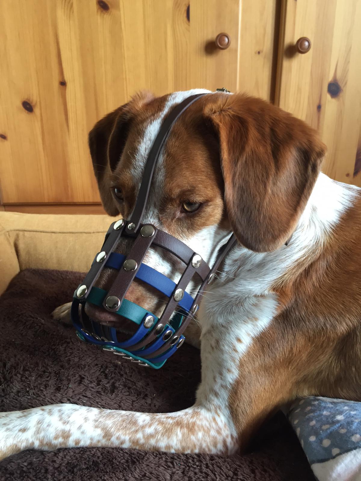 Der Maulkorb für Ihren Hund - Maulkorbwerkstatt