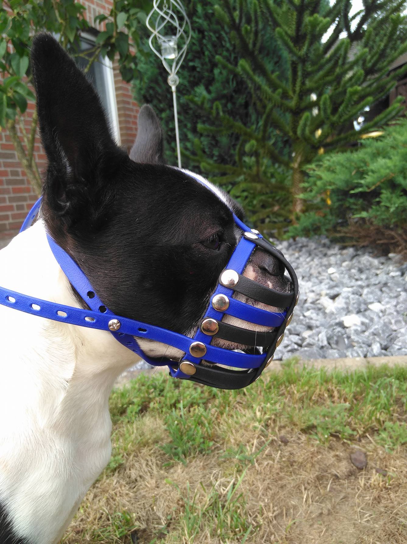 Maulkorb Plattnase - Maulkorbwerkstatt