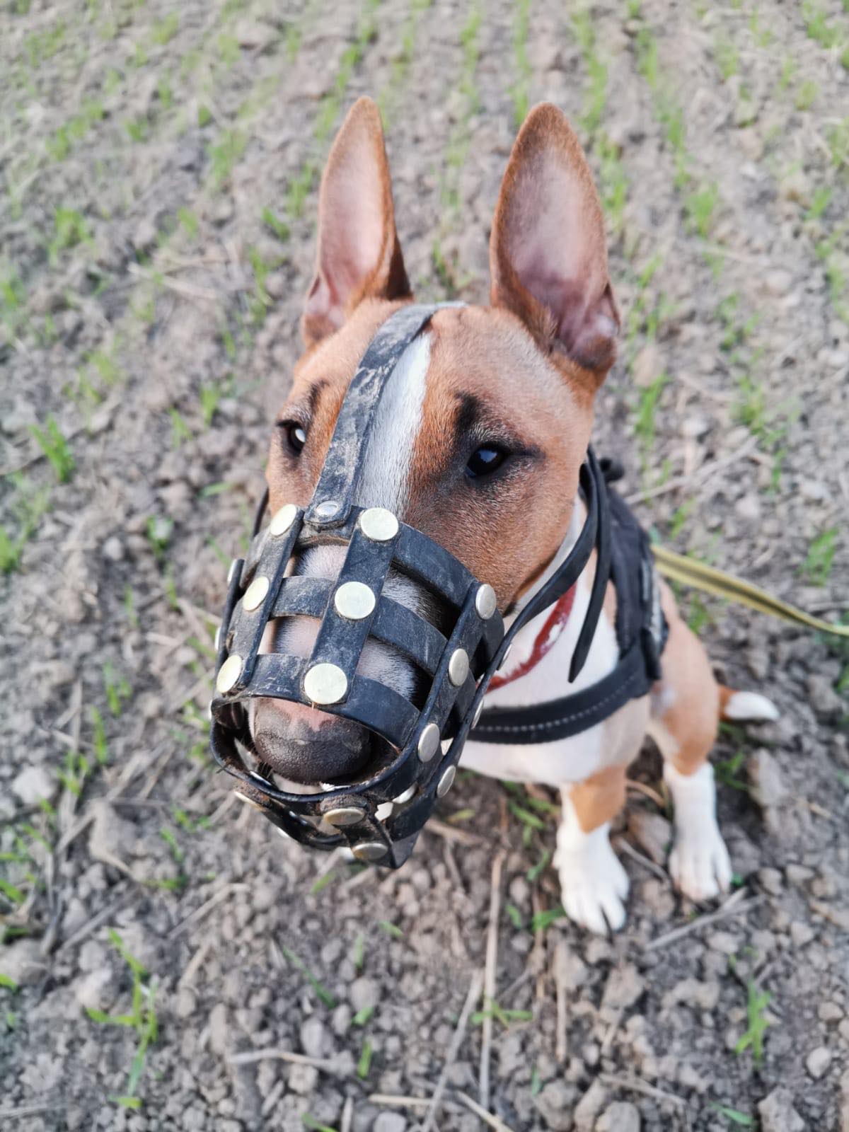 Der Maulkorb für Ihren Hund Maulkorbwerkstatt