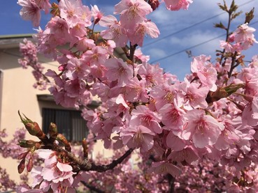 河津桜