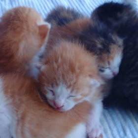 猫の里親募集 保護猫 Tnr 保健所レスキュー Npo法人あすねこ 旧 Npo法人西濃地域猫の会