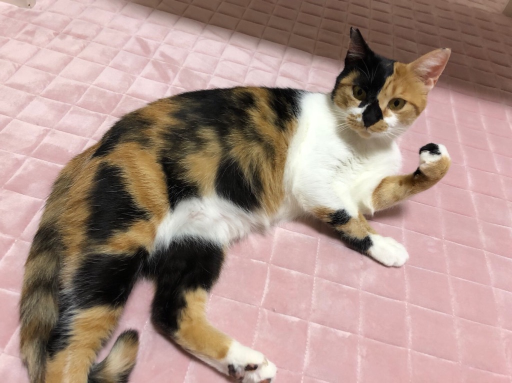 里親募集中 Npo法人あすねこ 旧 Npo法人西濃地域猫の会