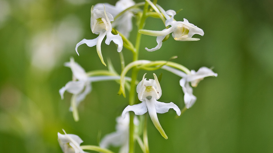 Orchidee des Jahres 2025 Die Grünliche Waldhyazinthe