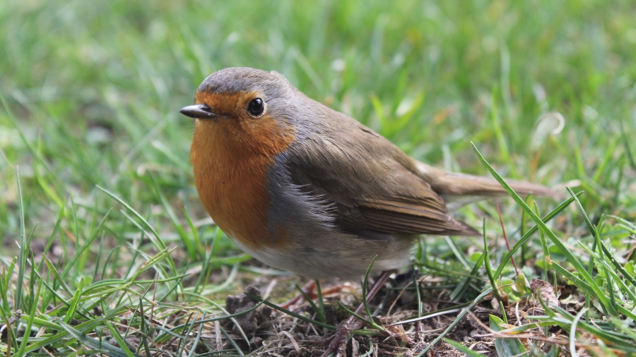 Vogelstimmenwanderung auf der Streuobstwiese