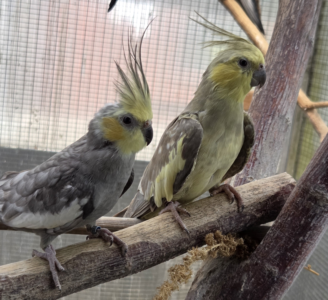 Merlin und Seraphina