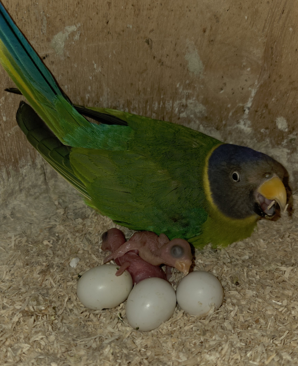 Es sind 3 Küken geschlüpft, 2 x Wildfarbene. 3 Küken haben es leider nicht aus dem Ei geschafft