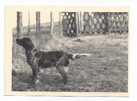 Bessie vom Wurmtal