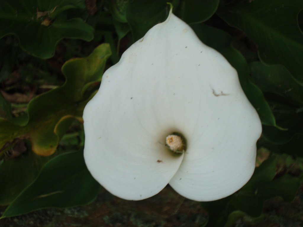 Kalla.