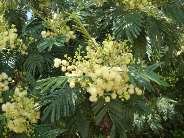 Akazie.