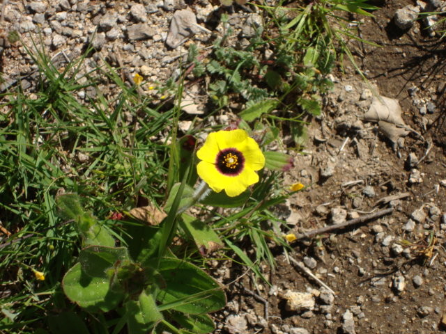 Sonnenröschen.