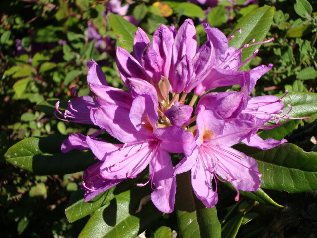 Rododendrum. (Cádiz)