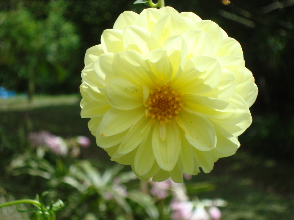 Gelbe Rose.