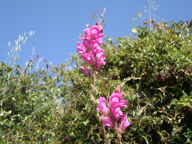 Löwenmäulchen. (Andalusien)