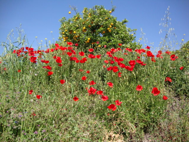 Klatschmohn-Wiese bei Málaga.
