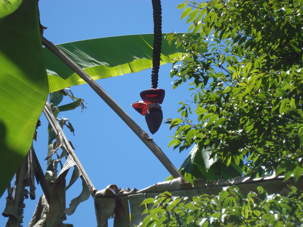 Purpurote Bananen-Blüte. (Brasilien)