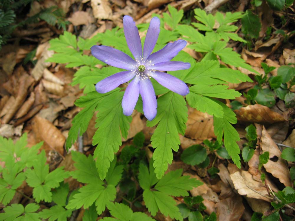 這種花叫做「菊咲一華(Kiku-zaki-ichige)」。 「菊」在日文中是菊花的意思。 它也是五月初盛開的花。 這種植物有白色和紫色兩種花色, 而花色似乎會隨著土壤的酸鹼值而改變。
