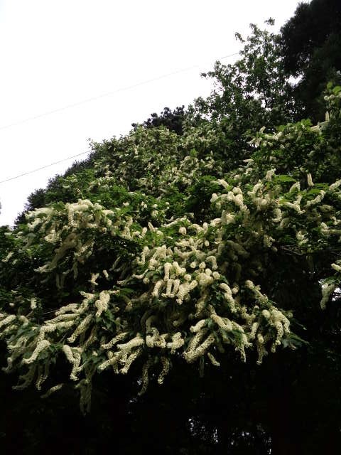 這是「白里櫻(Siuri-zakura)」。 它會在六月左右綻放。
