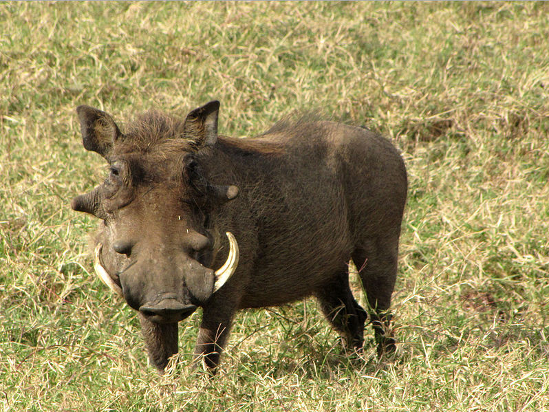 Warzenschwein - Jagd und Gästefarm Ondombo, Namibia, Afrika