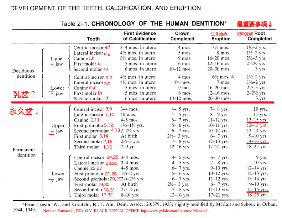乳歯、永久歯の生え変わる時期、年齢表