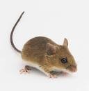 Apodemus sylvaticus (raton de campo)