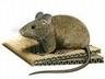 Mus musculus (raton domestico)