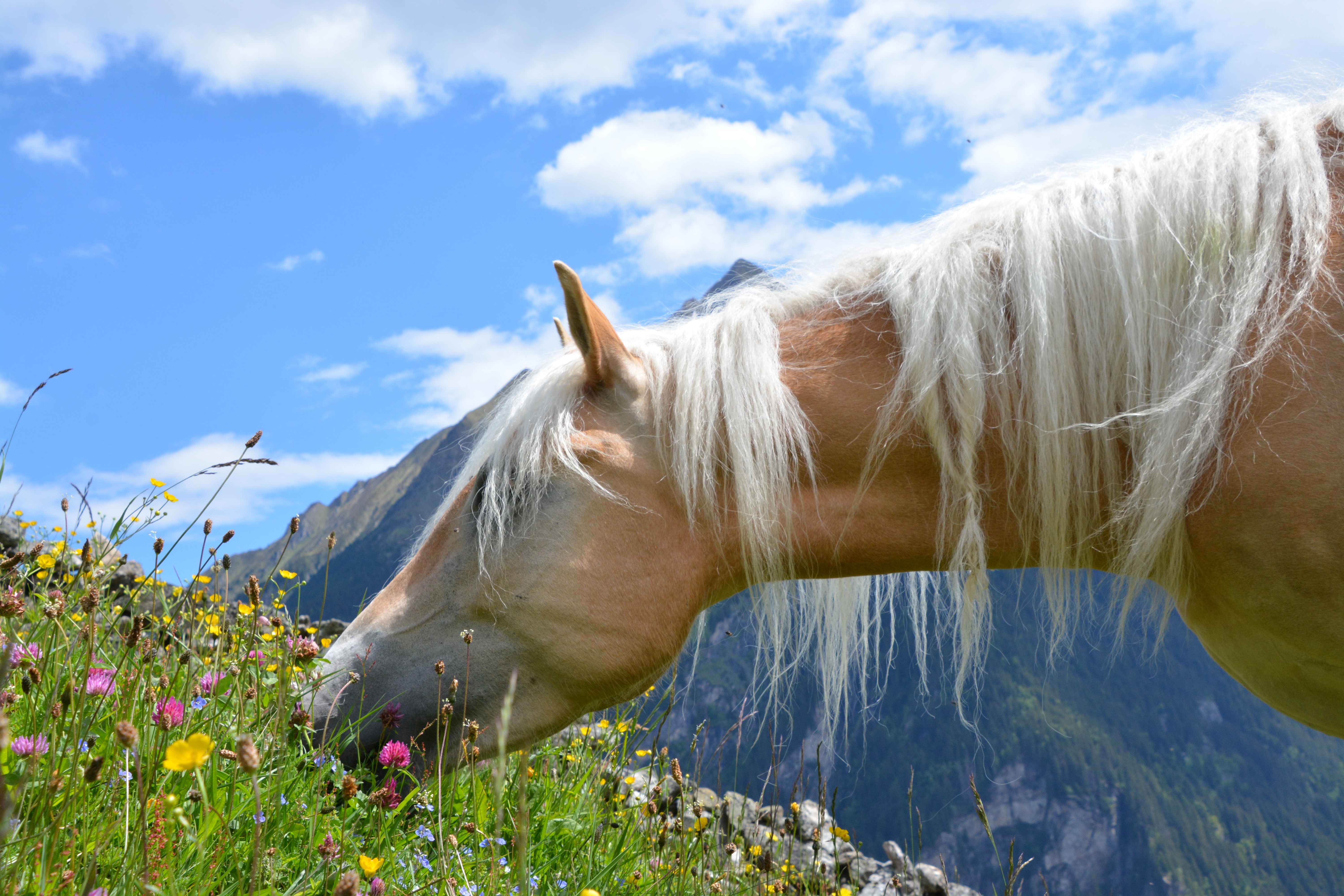 (c) Haflinger-zillertal.at