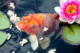 choisissez was40 pour l'entretien de votre bassin poissons