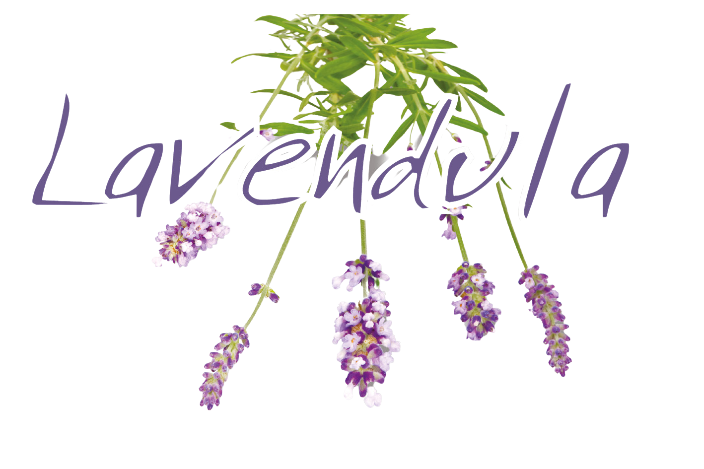 (c) Lavendula.ch