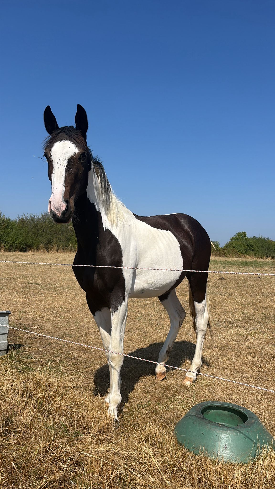 Nukxy du Feydel (SF) par Ukkxy Boo et Far West de la Violle