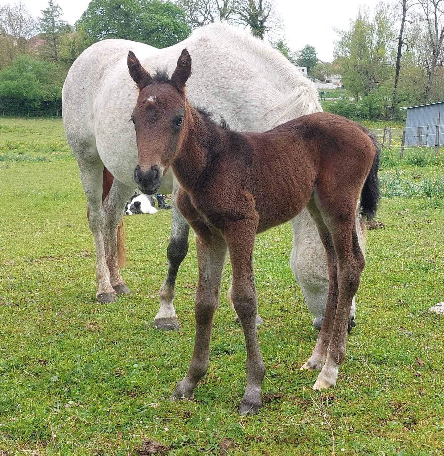 Passion du Feydel (PFS) par Brindille du Feydel et H Clyde des Rivières