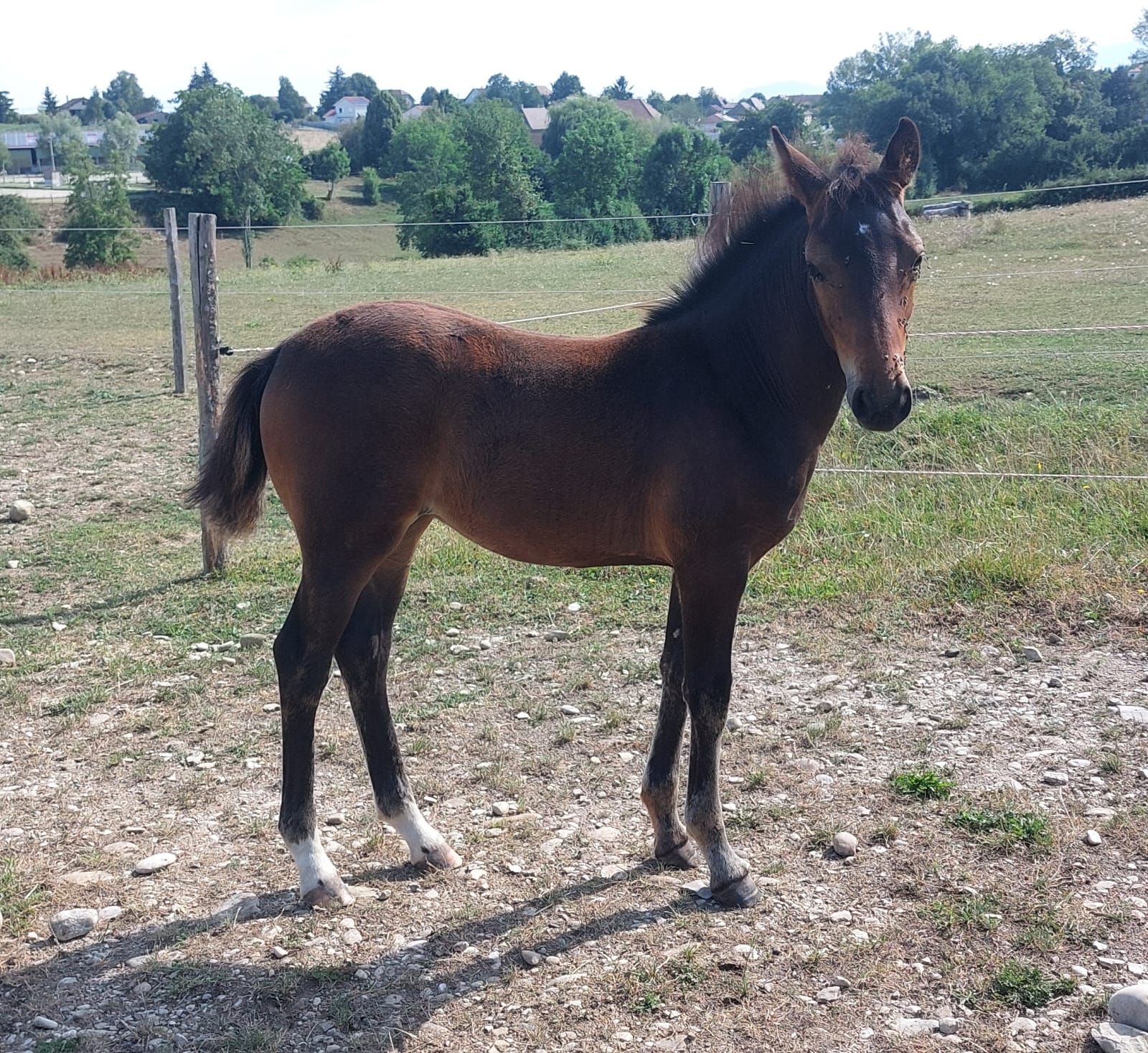 Passion du Feydel (PFS) par Brindille du Feydel et H Clyde des Rivières