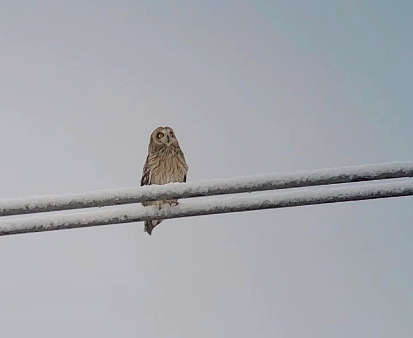 Winterbeobachtung einer Sumpfohreule im Langen Feld, 02.12.2023, J. Völlm