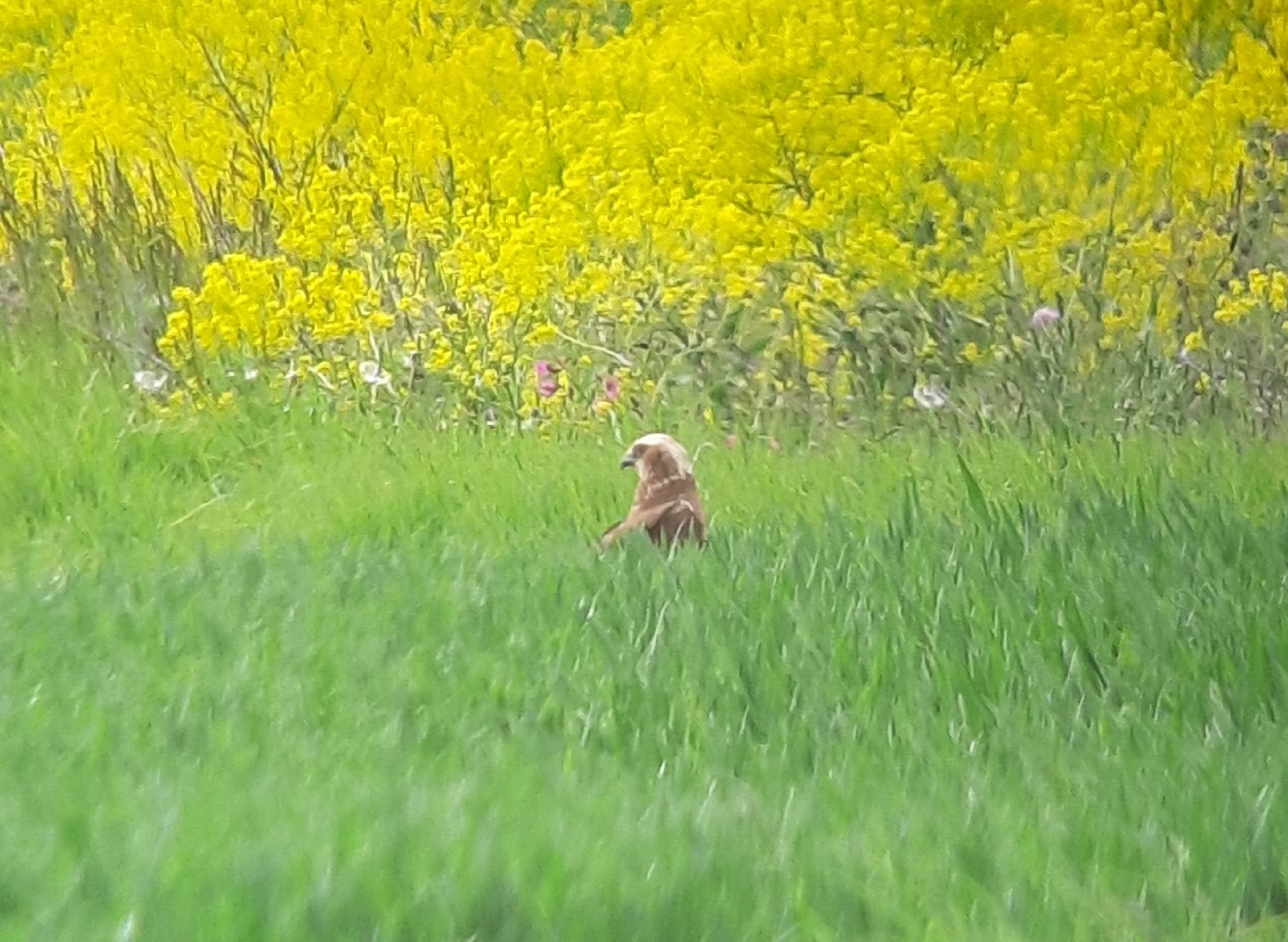 Vorjährige Rohrweihe, 05.05.2024, J. Völlm
