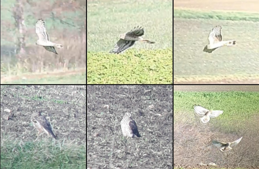 Adultes Weibchen und juveniles Männchen der Kornweihe, 05.12.2024, J. Völlm