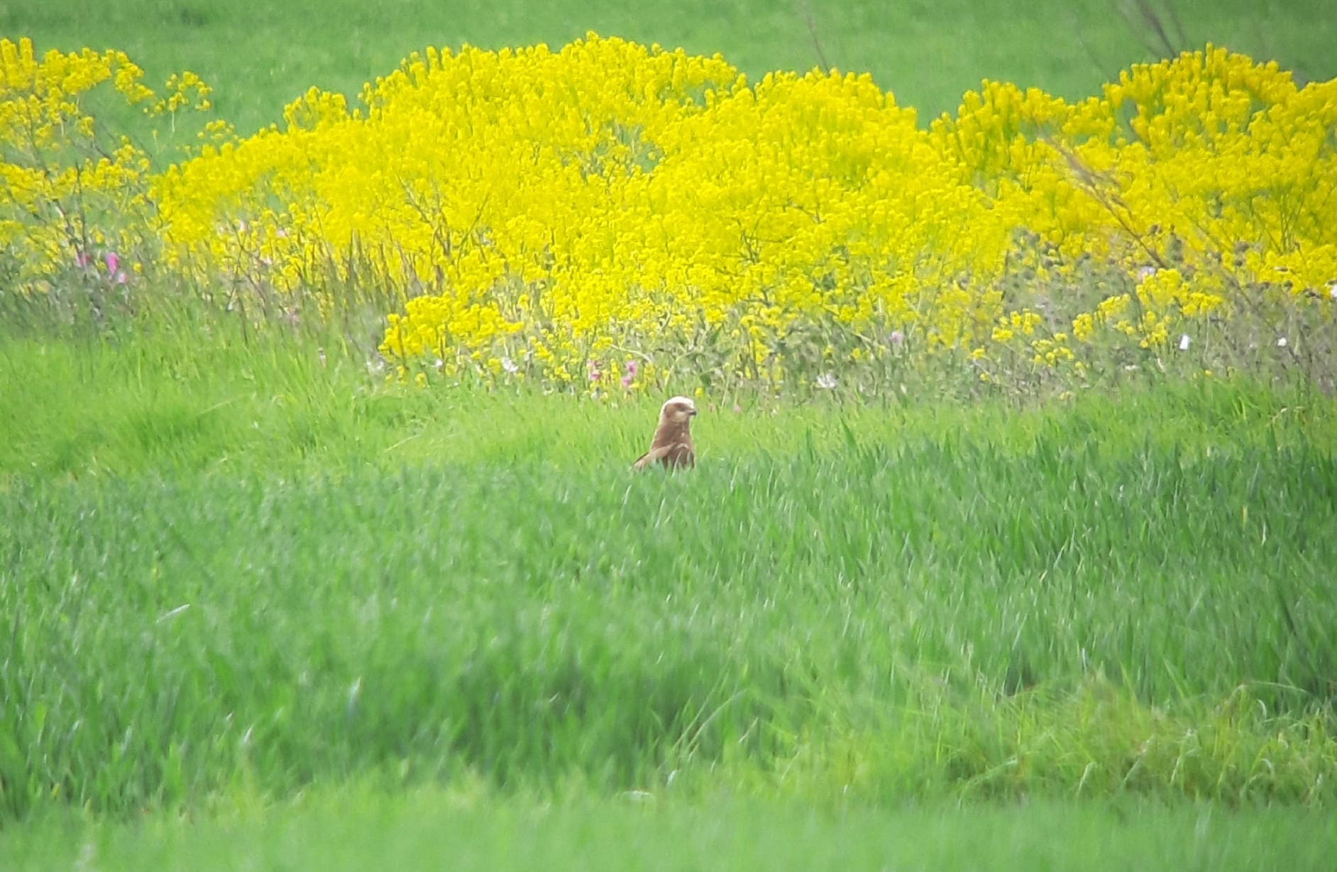 Vorjährige Rohrweihe, 05.05.2024, J. Völlm