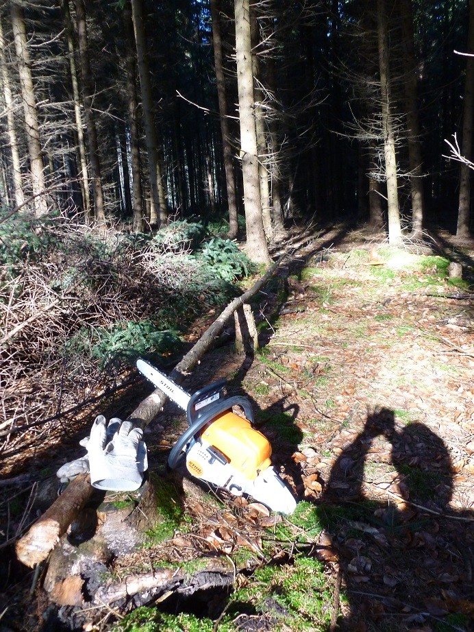 Schlagender Stangen im Ritterwald in Heimerdingen (natürlich mit Erlaubnis des Försters!)