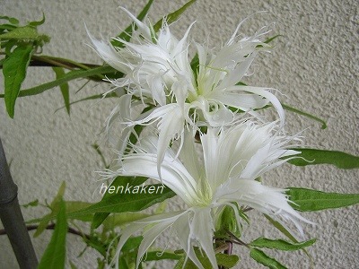 采咲系統 写真 - 新しい変化朝顔研究会のホームページ