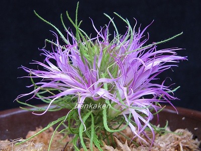 采咲系統 写真 - 新しい変化朝顔研究会のホームページ