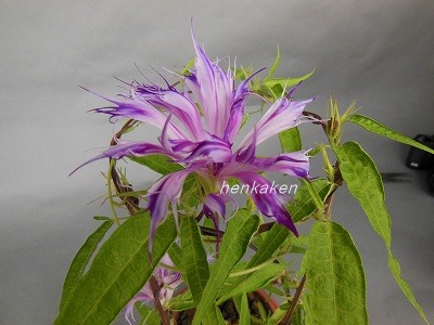 采咲系統 写真 - 新しい変化朝顔研究会のホームページ