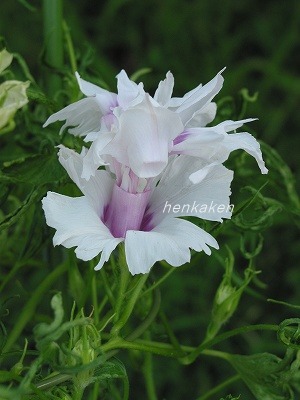 車・台咲系統 写真 - 新しい変化朝顔研究会のホームページ