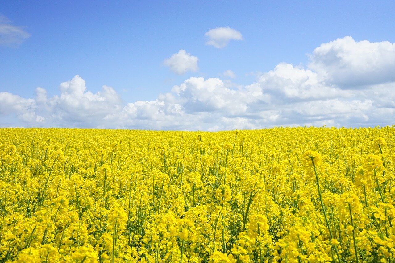 Biofuel trading