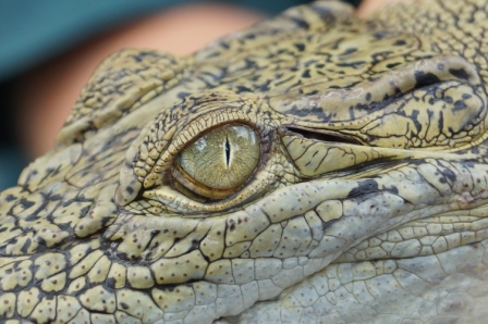 Saltwater Crocodile in Australien